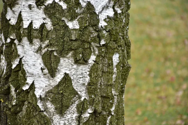 Tree Bark Close — Stock Photo, Image