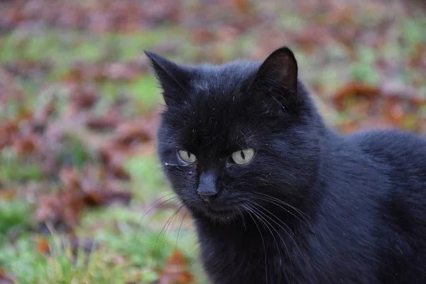 Cantik Berbulu Kucing Clsoe — Stok Foto