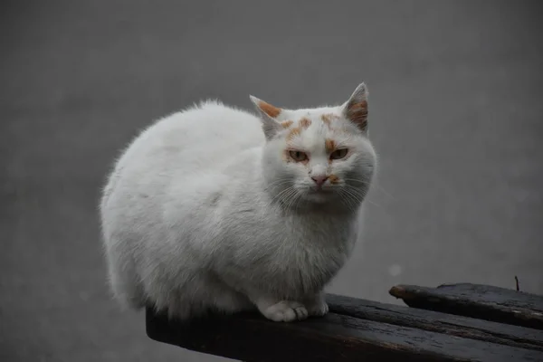 아름다운 고양이 클로즈업 — 스톡 사진