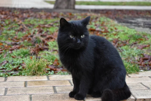 Kucing Hitam Rumput — Stok Foto