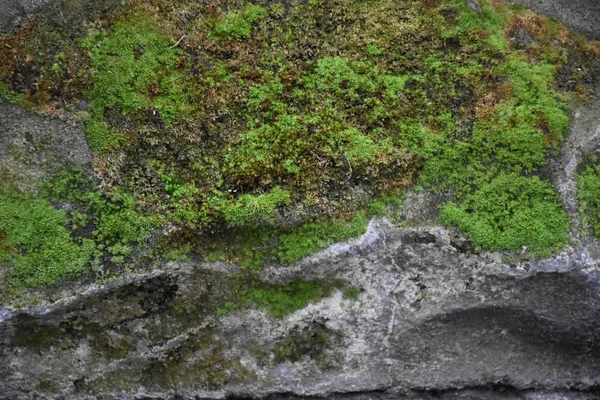 Hermoso Fondo Textura Hermosa —  Fotos de Stock