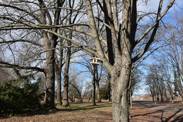 Houten Vogelhuisje Voor Vogels Aan Een Boom — Stockfoto