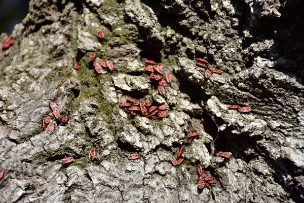 Tree Bark Close — Stock Photo, Image