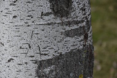 arka plan ağaç doku güzel