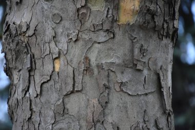 arka plan ağaç doku güzel