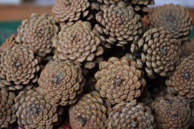 koni üzerinde bir battaniye bileşimi 