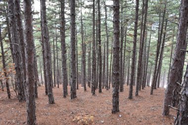 Orman, ağaçlar ve orman manzarası