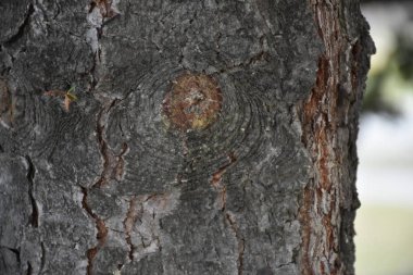 arka plan ağaç doku güzel