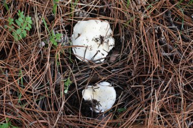 Güzel pembe bir mantar.,