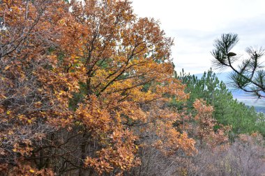 Orman, ağaçlar ve orman manzarası