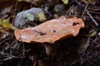 Ormandaki mantar. Kapatın. 