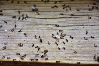 Karıncalar ormanda sürünüyor.