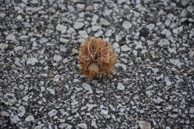 Meşe palamudu ve meşe palamudu.