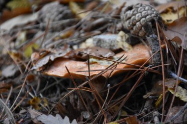 Ormandaki mantar. Kapatın. 