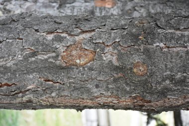 güzel ahşap arkaplan ve doku