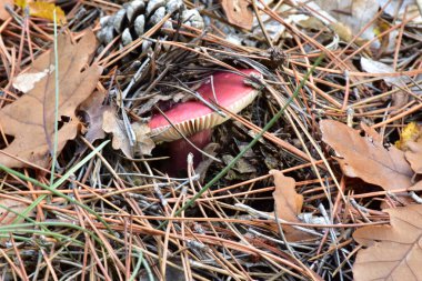 Ormanda pembe mantar yakın çekim 