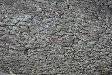 arka plan ağaç doku güzel