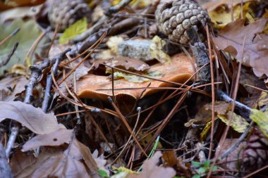 Ormandaki mantar. Kapatın. 