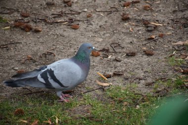 Close up shot of pigeon bird in the park