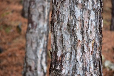 güzel ahşap arkaplan ve doku