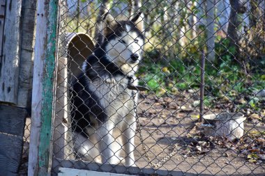 beautiful dog on the street beyond fence