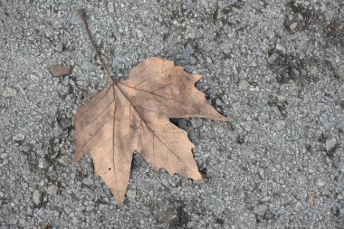 Gri beton zeminde sonbahar yaprağı 