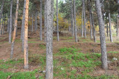 Orman, ağaçlar ve orman manzarası