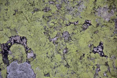 Kırpılmış taş yüzey manzarası liken ile kaplı