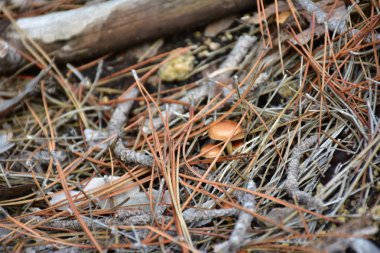 küçük mantar yakın çekim 