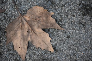 Gri beton zeminde sonbahar yaprağı 