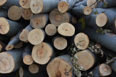 Yakacak odun, odun ve odun