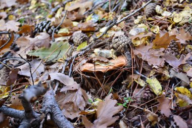 Ormandaki mantar. Kapatın. 