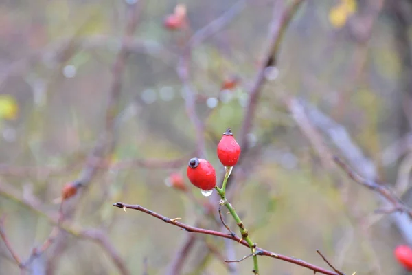 Cropped View Bright Red Rosehip Berries — Stok fotoğraf