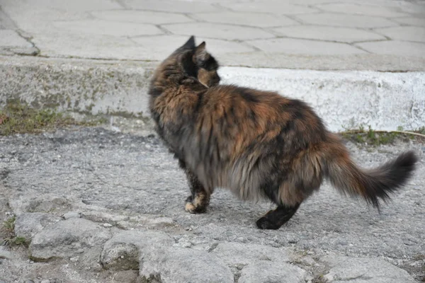 美丽的毛茸茸的猫在户外 — 图库照片