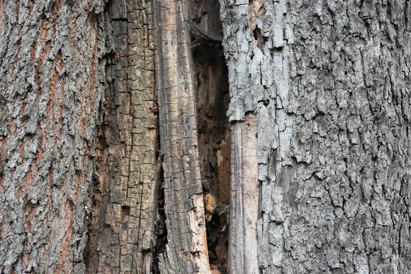 Hermoso Árbol Corteza Fondo Textura — Foto de Stock