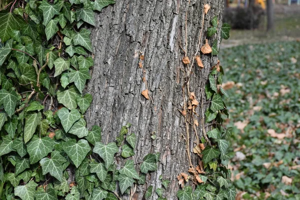 Cropped view of English ivy wrapped around the tree