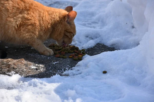 a cat eats animal food