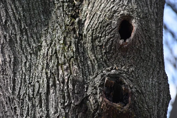 Bela Árvore Casca Fundo Textura — Fotografia de Stock