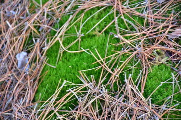Cropped View Green Moss Ground Dried Pine Tree Needles —  Fotos de Stock