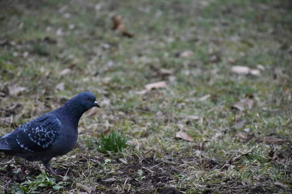 Young Pigeon Searching Food Grass — Fotografia de Stock