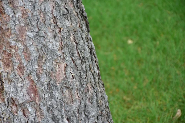 Tree Trunk Texture Summer Fresh Green Grass Background — Zdjęcie stockowe