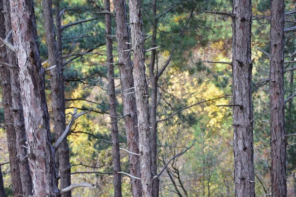 Bosques Árboles Paisajes Forestales — Foto de Stock