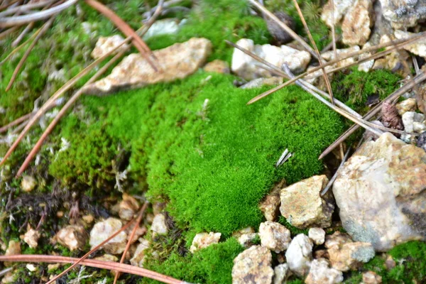 Closeup Ground Forest Bright Green Moss Scattered Stones — Stok fotoğraf