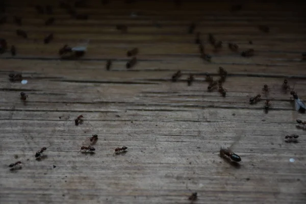 Mravenci Plazí Dřevě — Stock fotografie