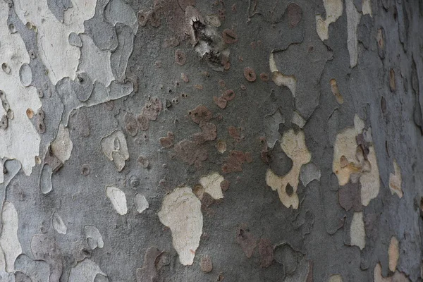 Bela Árvore Casca Fundo Textura — Fotografia de Stock