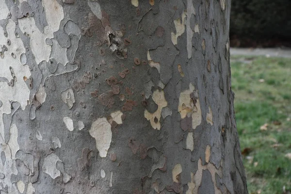 美丽的树皮背景纹理 — 图库照片
