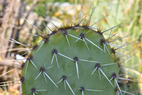 Cactus Bello Spinoso Vicino — Foto Stock