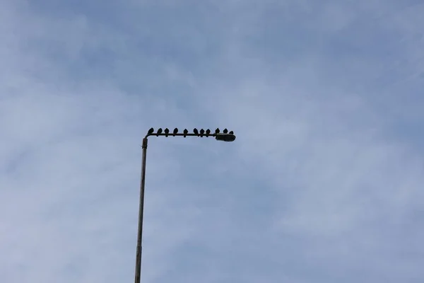 Group Pigeon Perched Street Light — Fotografia de Stock