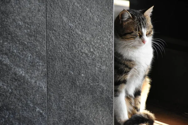 แมวป สวยงาม — ภาพถ่ายสต็อก
