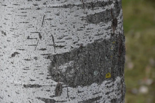 Vacker Träd Bark Bakgrund Textur — Stockfoto